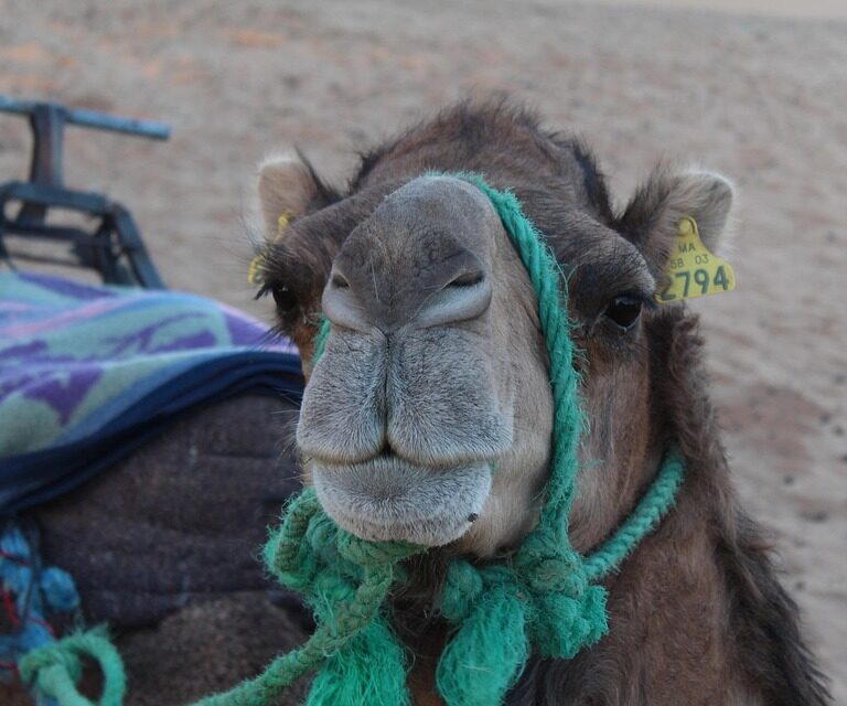 Morocco desert trips