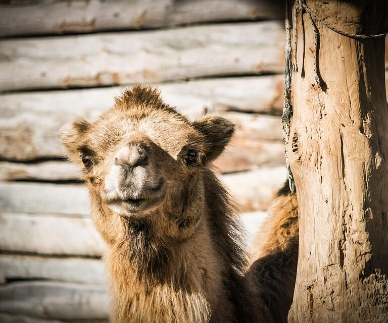 Morocco desert trips
