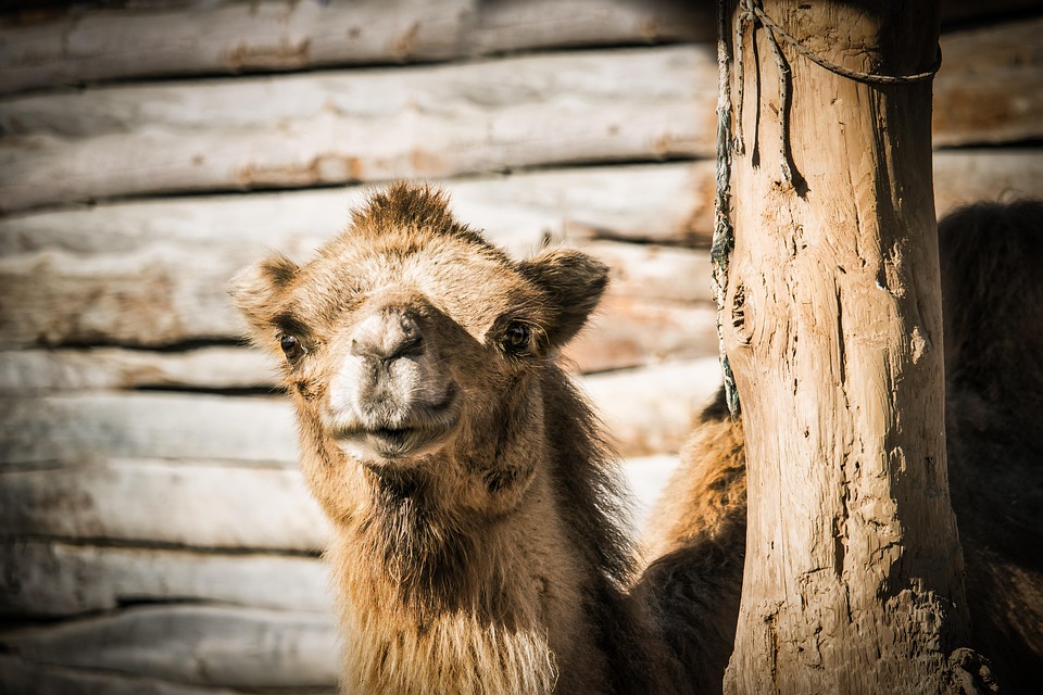 Morocco desert trips