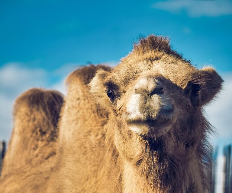 Morocco desert trips