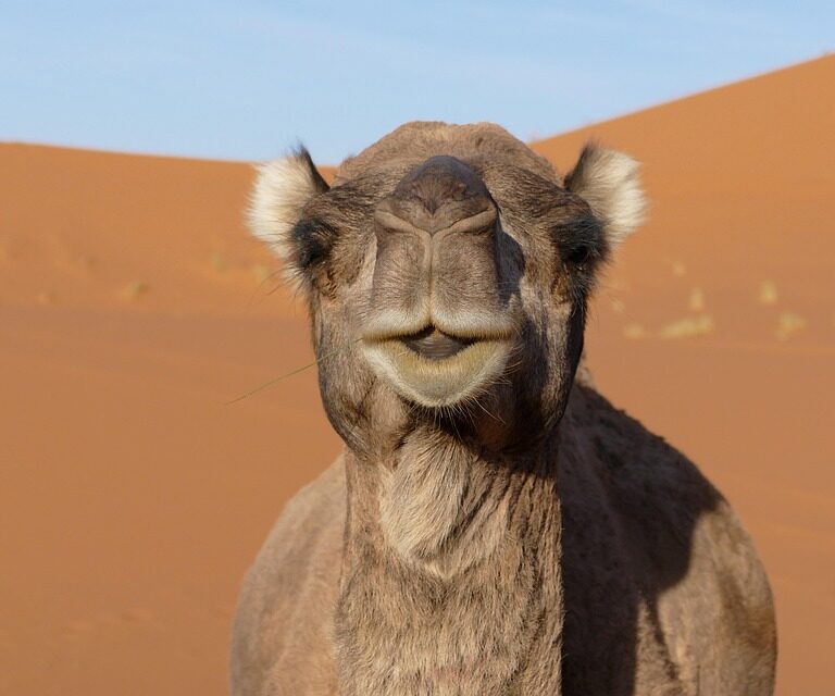 Morocco travel guide