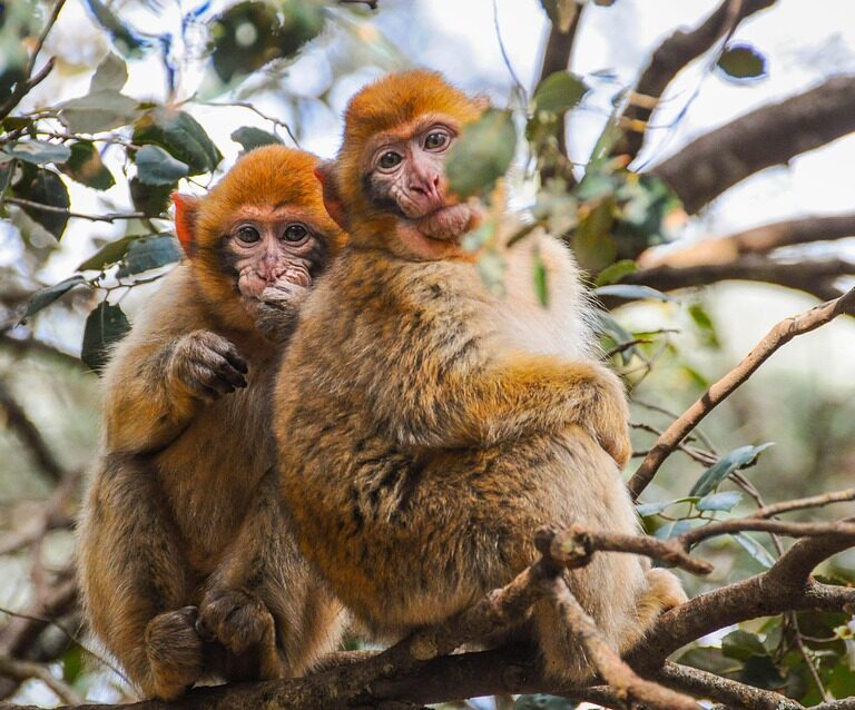 Motorcycle tours Morocco